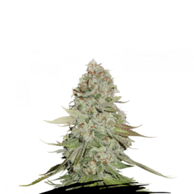 Cannabis Seedstockers Cannabis Seeds Gorilla Glue