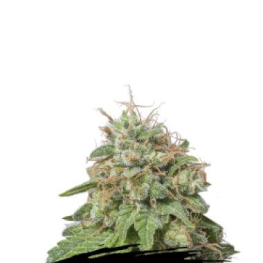 Cannabis Seedstockers Cannabis Seeds Green Crack Auto