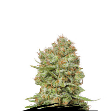 Cannabis Seedstockers Cannabis Seeds Green Crack
