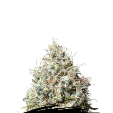 Cannabis Seedstockers Cannabis Seeds Jack Herer
