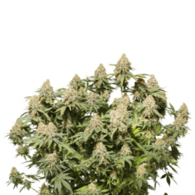 Cannabis Seedstockers Cannabis Seeds Moby Dick
