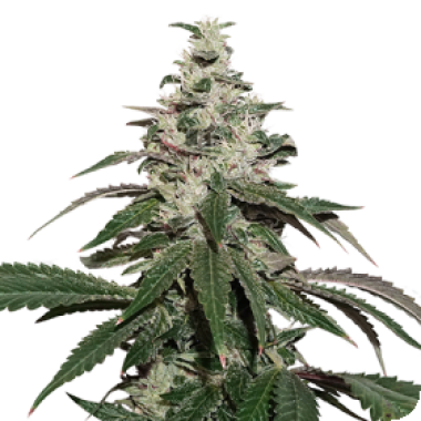 Cannabis Seedstockers Cannabis Seeds Nicole Cream Auto