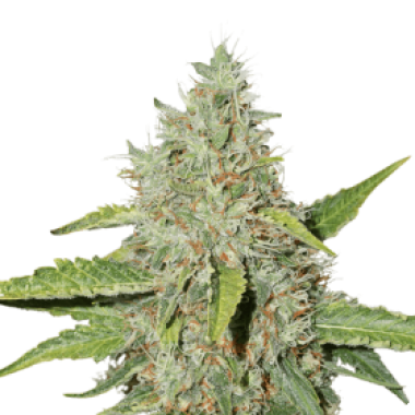 Cannabis Seedstockers Cannabis Seeds Northern Lights
