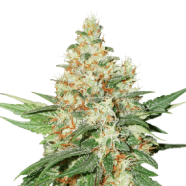 Cannabis Seedstockers Cannabis Seeds O G Kush