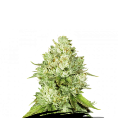 Cannabis Seedstockers Cannabis Seeds Pineapple
