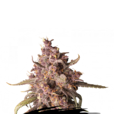 Cannabis Seedstockers Cannabis Seeds Purple Punch Auto