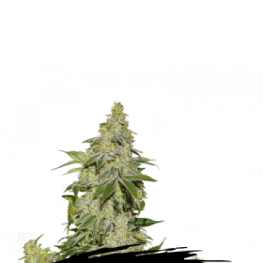 Cannabis Seedstockers Cannabis Seeds Sherbet Auto