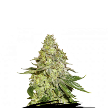 Cannabis Seedstockers Cannabis Seeds Sherbet