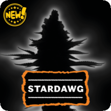 Cannabis Seedstockers Cannabis Seeds Stardawg Manny Cut Auto