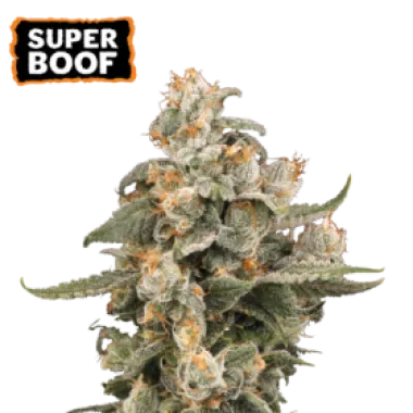 Cannabis Seedstockers Cannabis Seeds Super Boof Auto