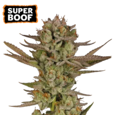 Cannabis Seedstockers Cannabis Seeds Super Boof