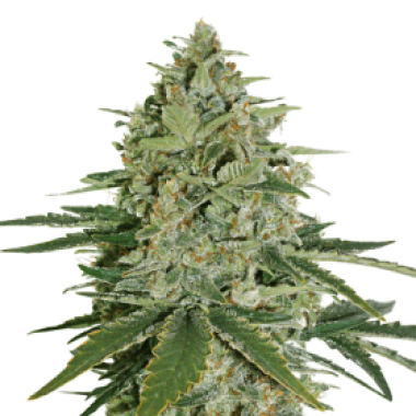 Cannabis Seedstockers Cannabis Seeds Super Skunk Auto