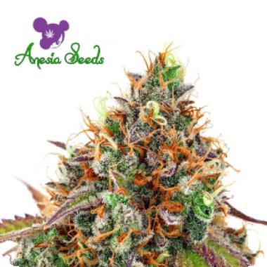 Cannabis  Seedstockers  Cannabis  Seeds  Superior  Amaretto  Tarmac