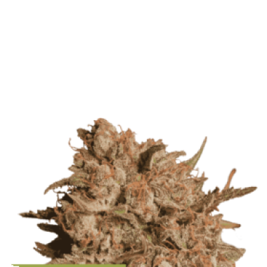Cannabis  Seedstockers  Cannabis  Seeds  Superior  Apollo  Black  Cherry  Auto
