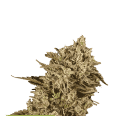 Cannabis  Seedstockers  Cannabis  Seeds  Superior  Apollo  Black  Cherry
