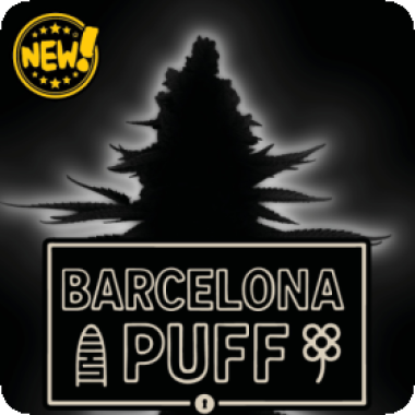 Cannabis Seedstockers Cannabis Seeds Superior Barcelona Puff