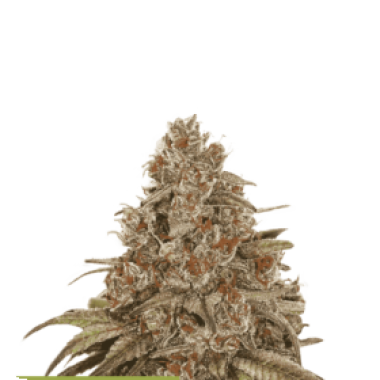 Cannabis  Seedstockers  Cannabis  Seeds  Superior  Blackberry  Gum  Auto