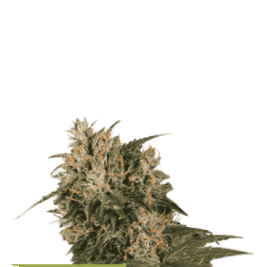 Cannabis  Seedstockers  Cannabis  Seeds  Superior  Blackberry  Gum