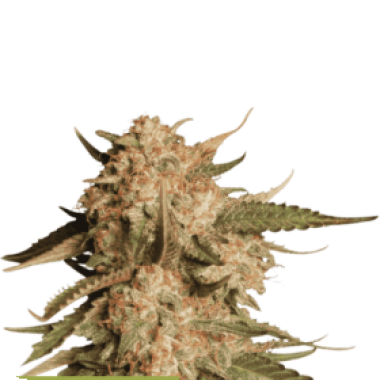 Cannabis  Seedstockers  Cannabis  Seeds  Superior  Blue  Moby  Auto