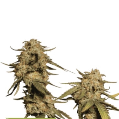 Cannabis  Seedstockers  Cannabis  Seeds  Superior  Blue  Moby