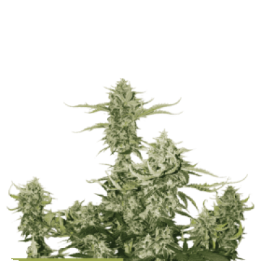 Cannabis  Seedstockers  Cannabis  Seeds  Superior  Candy  Dawg  Auto
