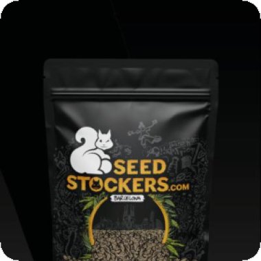 Cannabis  Seedstockers  Cannabis  Seeds  Superior  Champions  Auto  Mix