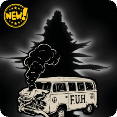Cannabis Seedstockers Cannabis Seeds Superior F U H Fucked Up Hippy Auto