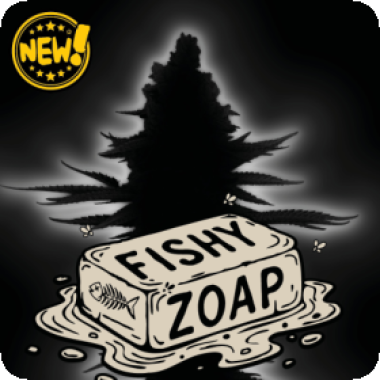 Cannabis Seedstockers Cannabis Seeds Superior Fishy Zoap