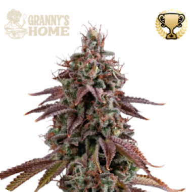 Cannabis Seedstockers Cannabis Seeds Superior Granny S Home