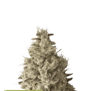 Cannabis Seedstockers Cannabis Seeds Superior Mack And Crack Auto
