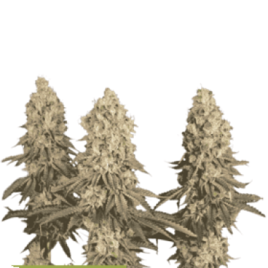 Cannabis Seedstockers Cannabis Seeds Superior Mack And Crack