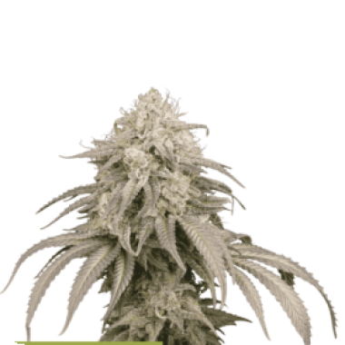 Cannabis Seedstockers Cannabis Seeds Superior Mandarin Panties Auto