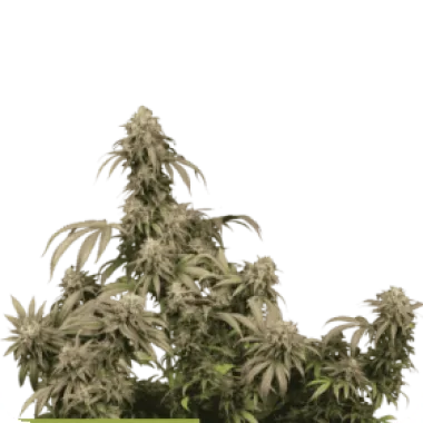 Cannabis Seedstockers Cannabis Seeds Superior Mandarin Panties