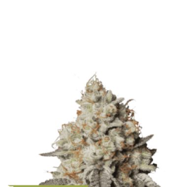 Cannabis Seedstockers Cannabis Seeds Superior Panty Punch Auto