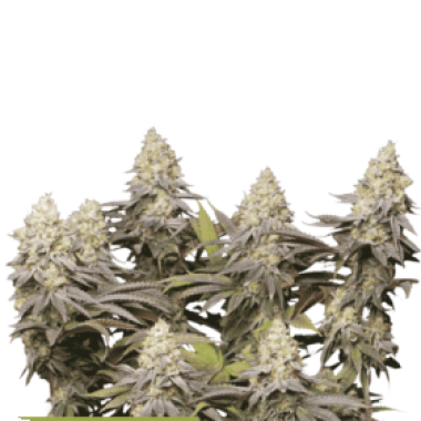 Cannabis Seedstockers Cannabis Seeds Superior Panty Punch