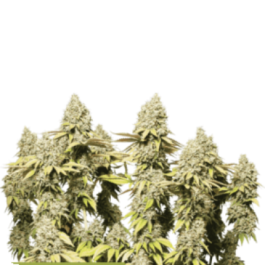 Cannabis Seedstockers Cannabis Seeds Superior Rucu Cucu Og Auto