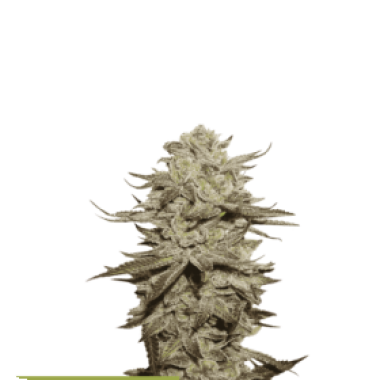 Cannabis Seedstockers Cannabis Seeds Superior Sticky Fingers Auto