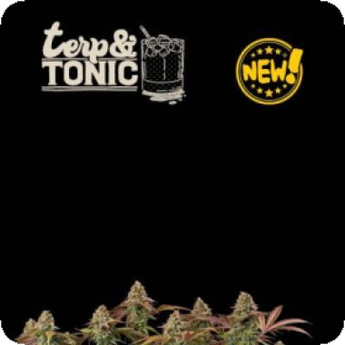 Cannabis Seedstockers Cannabis Seeds Superior Terp Tonic Auto