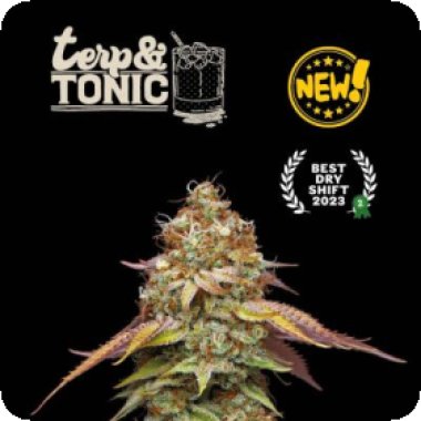 Cannabis Seedstockers Cannabis Seeds Superior Terp Tonic