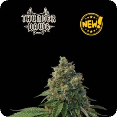 Cannabis Seedstockers Cannabis Seeds Superior Thunder Dawg