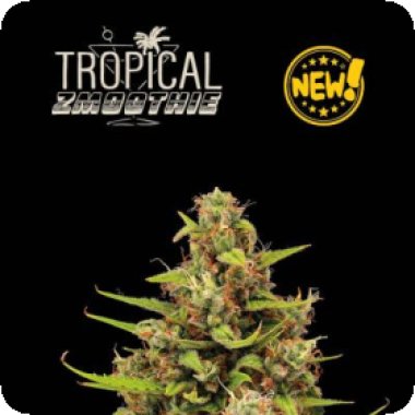 Cannabis Seedstockers Cannabis Seeds Superior Tropical Zmoothie Auto
