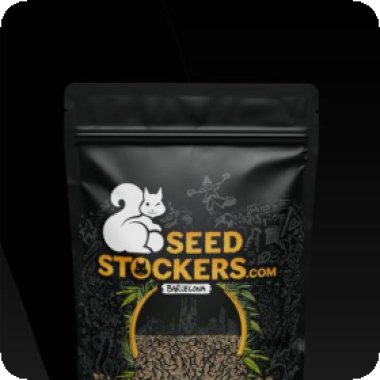 Cannabis Seedstockers Cannabis Seeds Superior Xxl Auto Mix