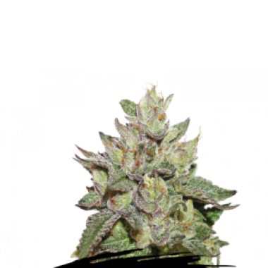 Cannabis Seedstockers Cannabis Seeds Wedding Cake