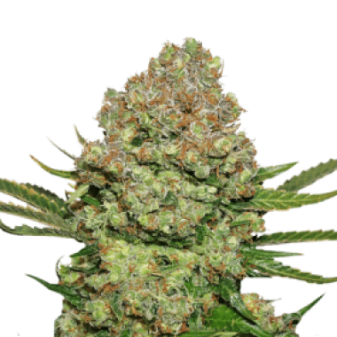Cannabis Seedstockers Cannabis Seeds White Widow