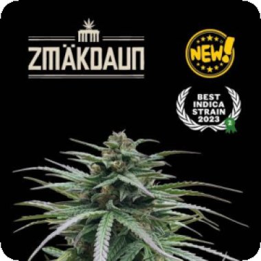 Cannabis Seedstockers Cannabis Seeds Zmakdaun
