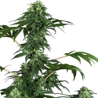 Sensi Research Cannabis Seeds 420 Punch