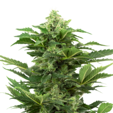 Sensi Research Cannabis Seeds Afghan Pearl Cbd Auto