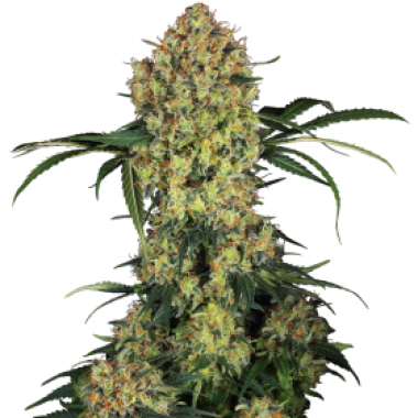 Sensi Research Cannabis Seeds Aloha Og