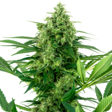 Sensi Research Cannabis Seeds Banana Frosting