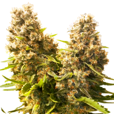 Sensi  Research  Cannabis  Seeds  Banana  Kush  Cake  Auto